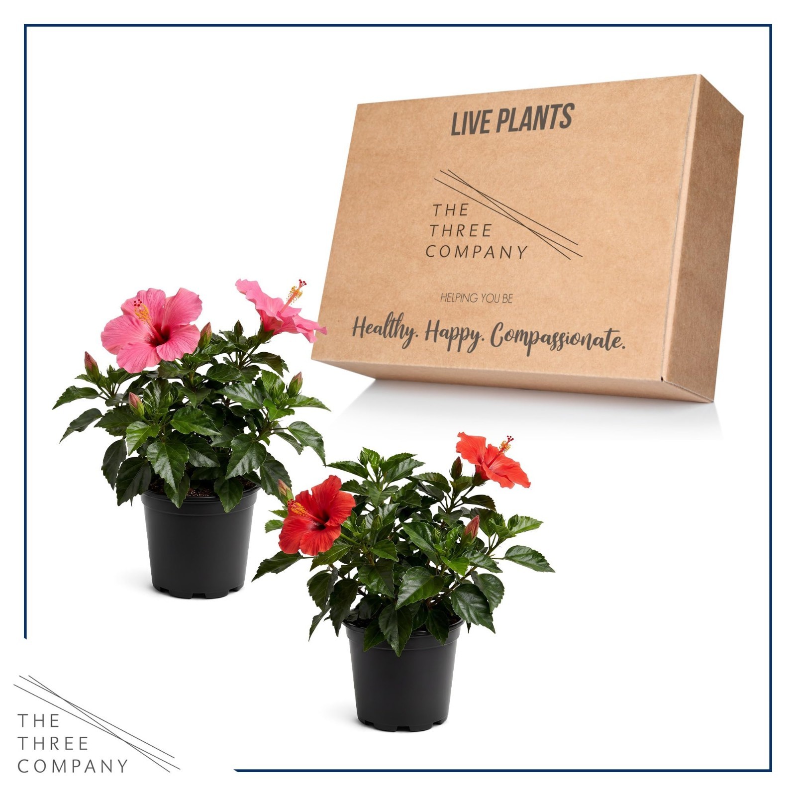Tropical Hibiscus Plants – Assorted Colors, Live Flowering, 10″ Tall, 2 Pack