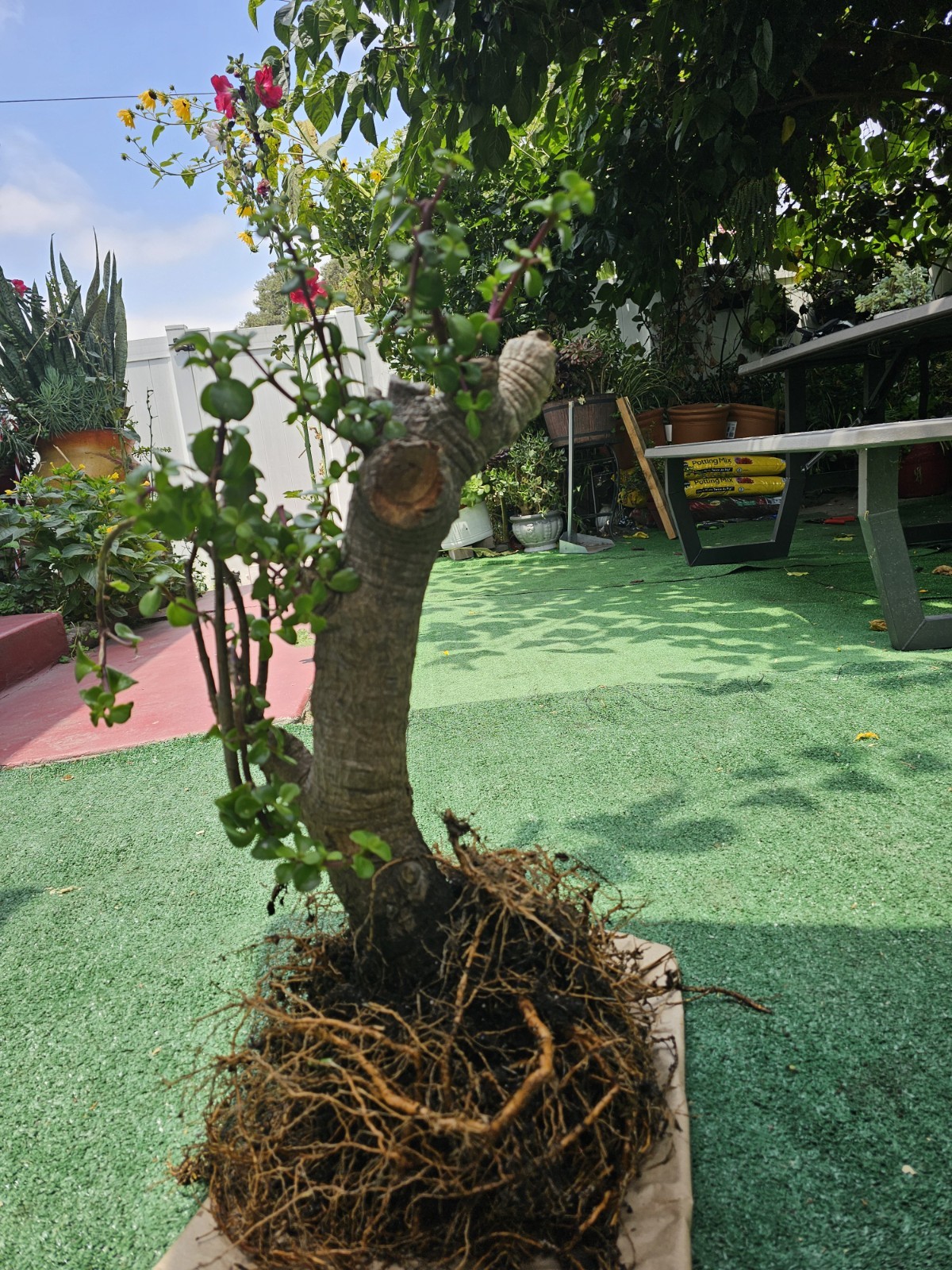 35 Years Old,Portulacaria Afra,Super Mature,shipping Bare Roots.