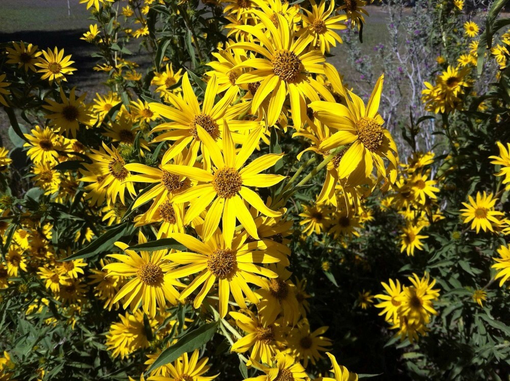 MAXIMILIANS SUNFLOWER Helianthus Maximiliani – 50 SEEDS. FREE S&H