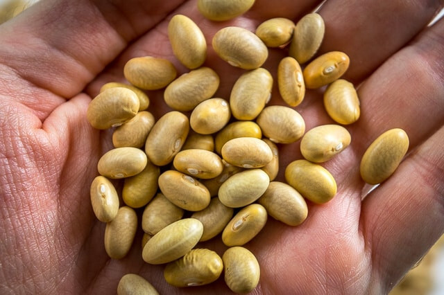 Peruvian Bean Seeds (25) / Peruano / Mayocoba Canary Bean / ORGANIC / BUSH BEAN