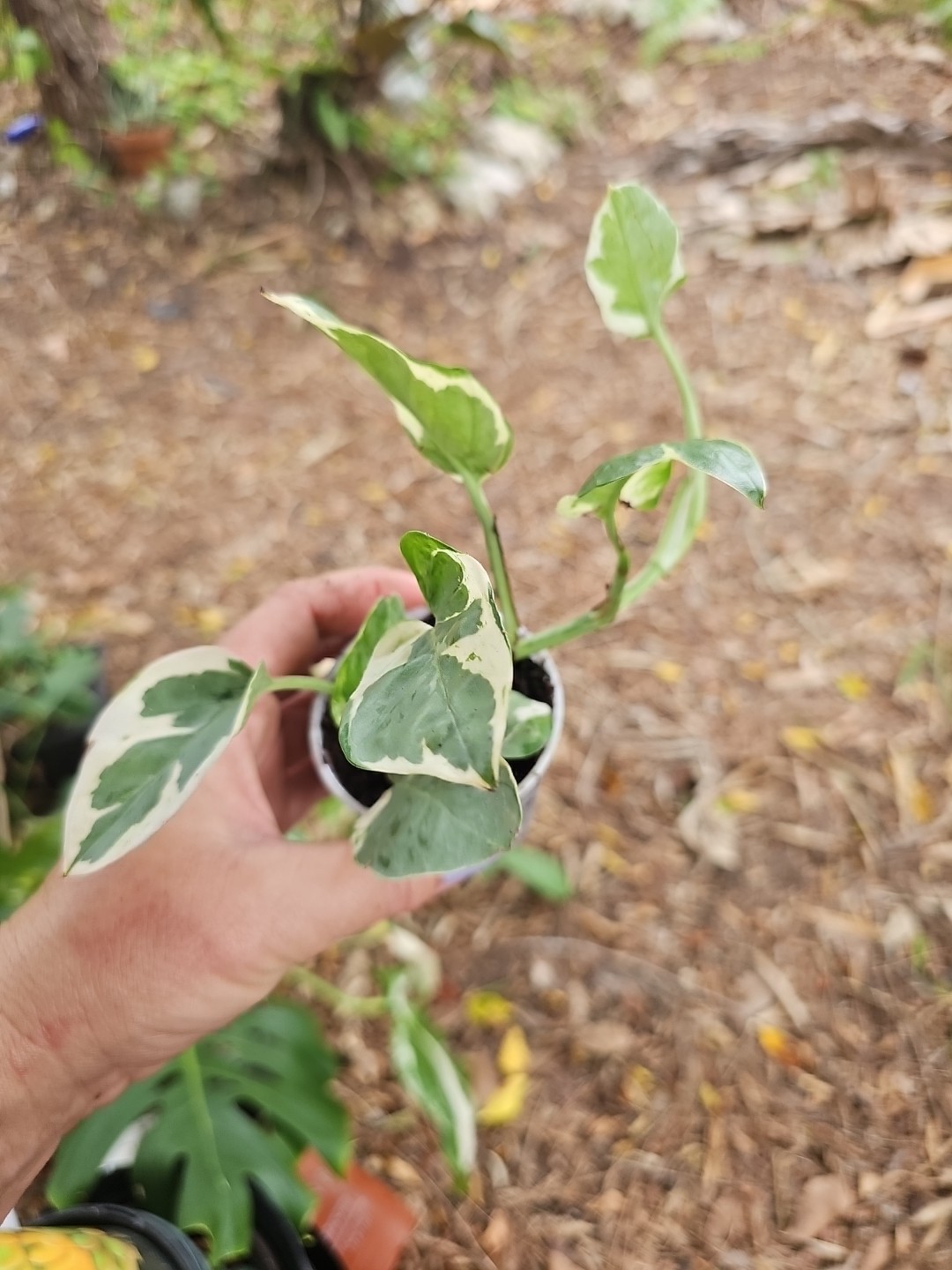 Rooted Pothos N Joy Pearls and Jade Ivy Vine Live Plant in 2,5”pot Variegated