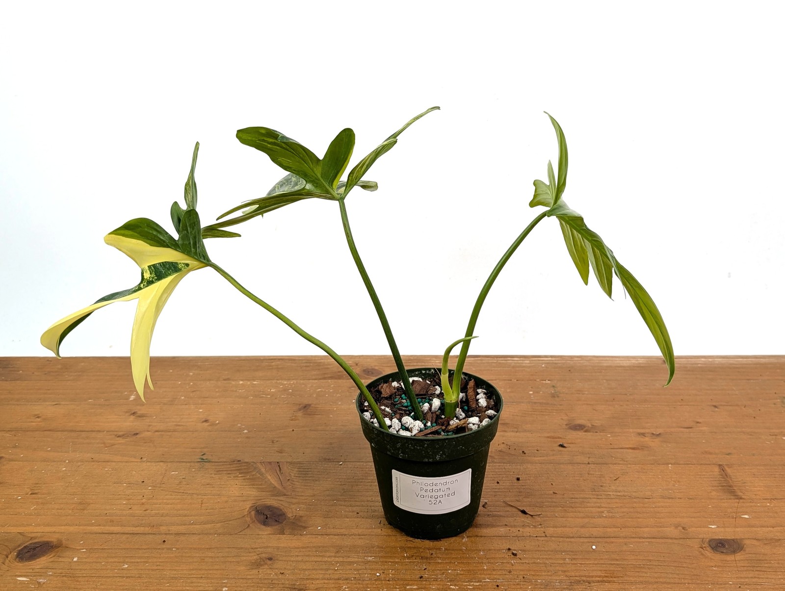 Philodendron Pedatum Variegated – Exact Plant #52A Exact Plant 4″ Pot: #52A