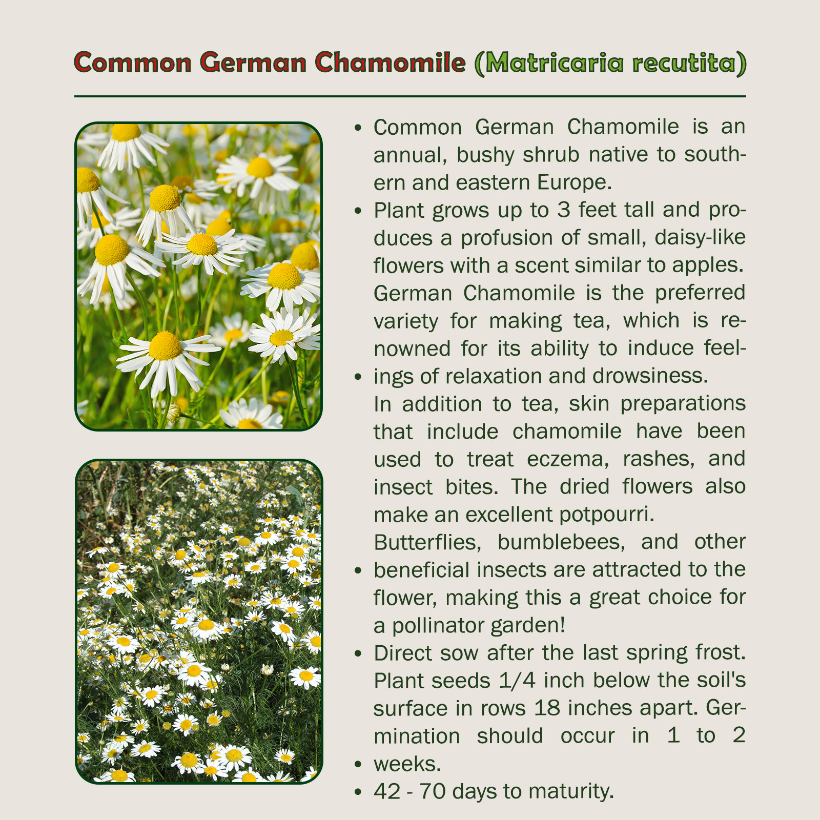 1000 Common German Chamomile Seeds, Matricaria recutita, Herbal Tea