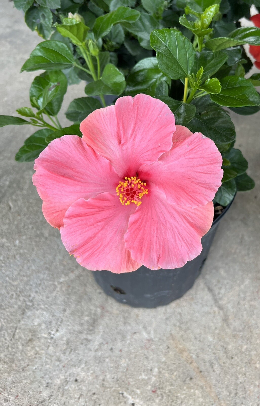 Hibiscus – First Lady