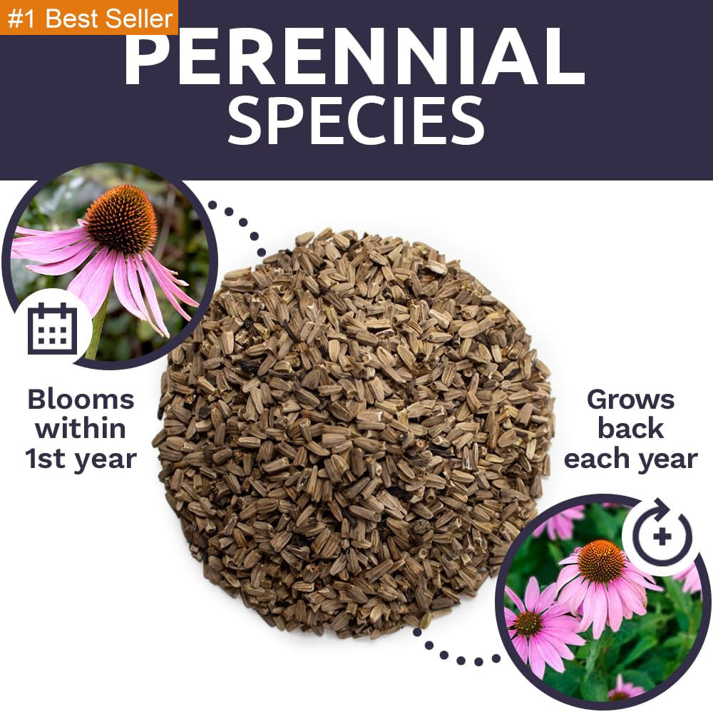Purple Coneflower Seeds – Extra Large Packet – over 3,000 Open Pollinated Non-Gm