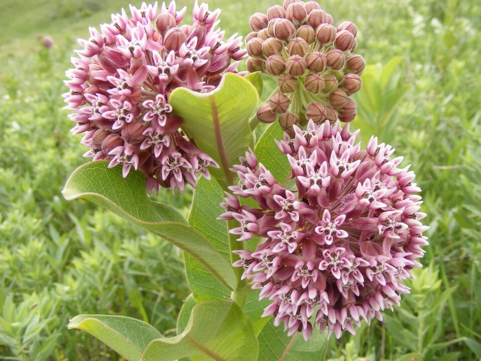 50+ Milkweed Seeds, Asclepias Syriaca, Cold-Stratified for Spring Planting