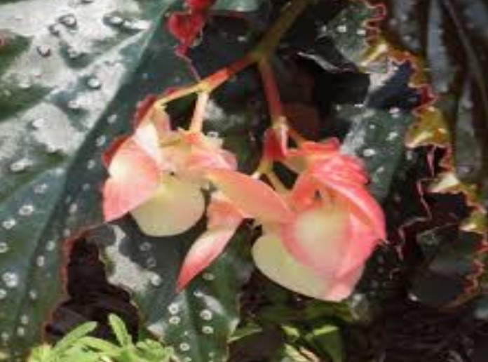 Angel Wing Begonia Fannie Moser Live Rooted Starter House Plant BUY 2 GET 1 FREE
