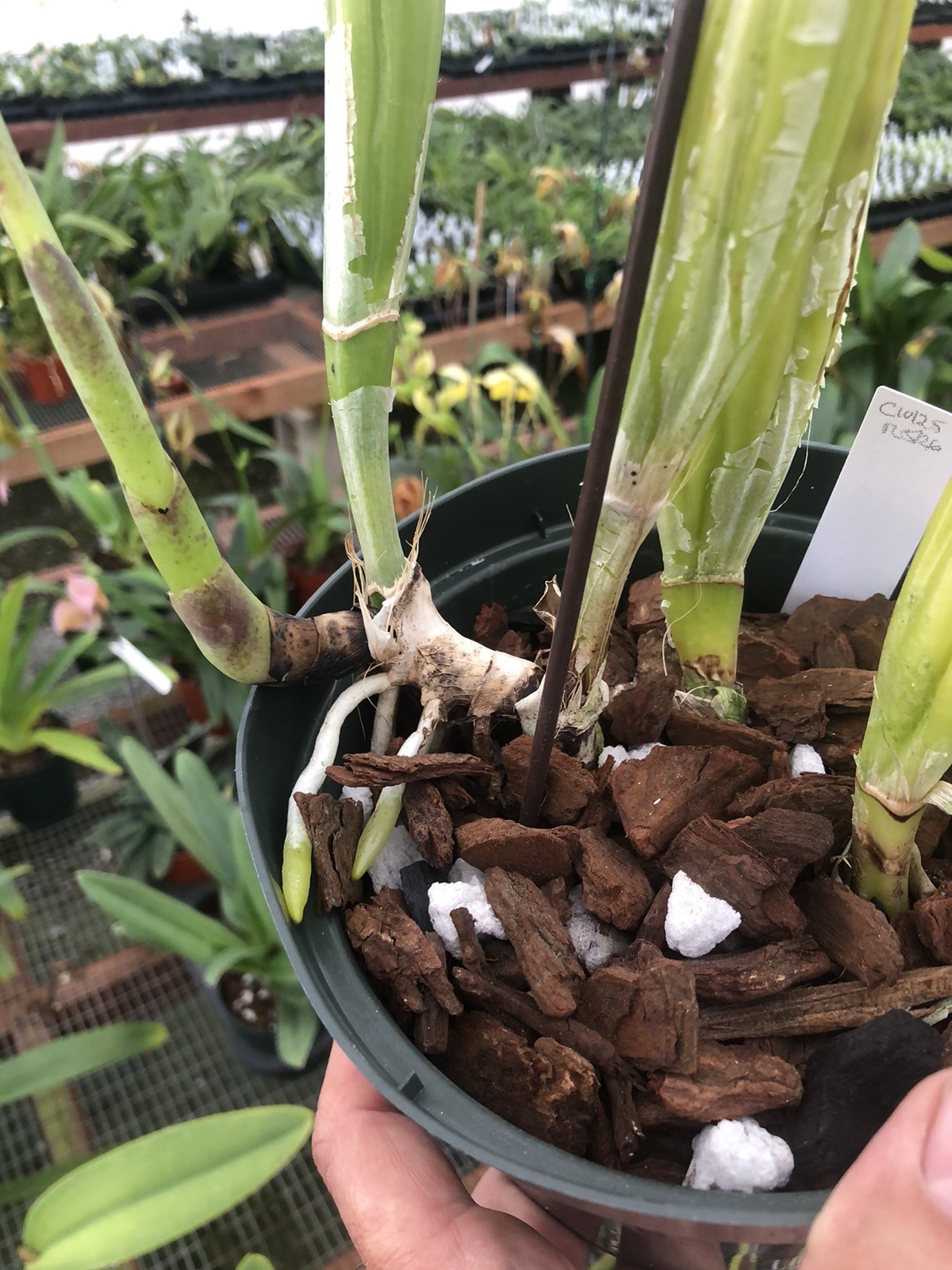 Cattleya trianae ‘Cashen’s’ FCC/AOS Original Division