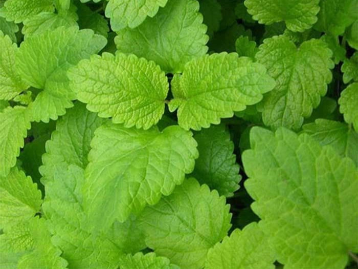 Lemon Balm Seeds – 175.mg