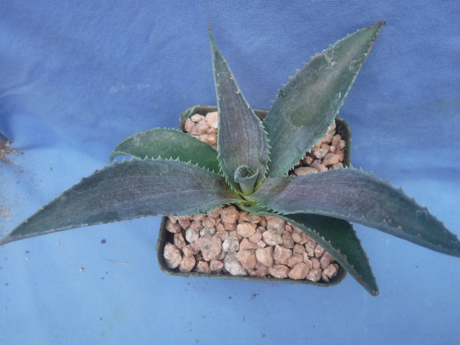 Silver Fox Mangave STARTER Plant Agave & Manfreda Hybrid Silver When Mature 4″+!