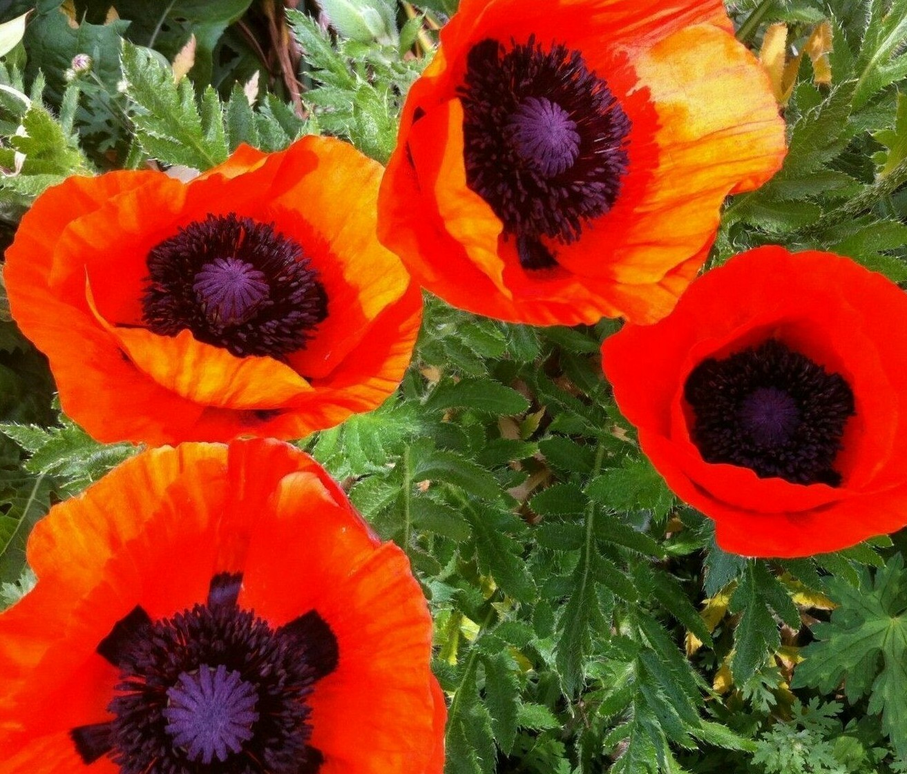 ORIENTAL POPPY SEEDS 200+ perennial flower GARDEN reddish orange FREE SHIPPING