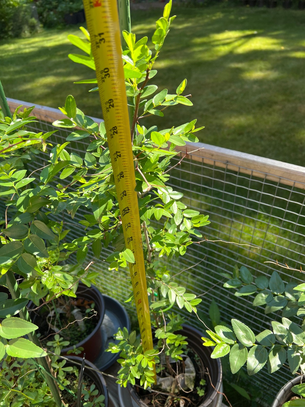 Live Winter Jujube Tree, 2Yr Old, Lot of 1 冬枣树苗, Plus Bonus