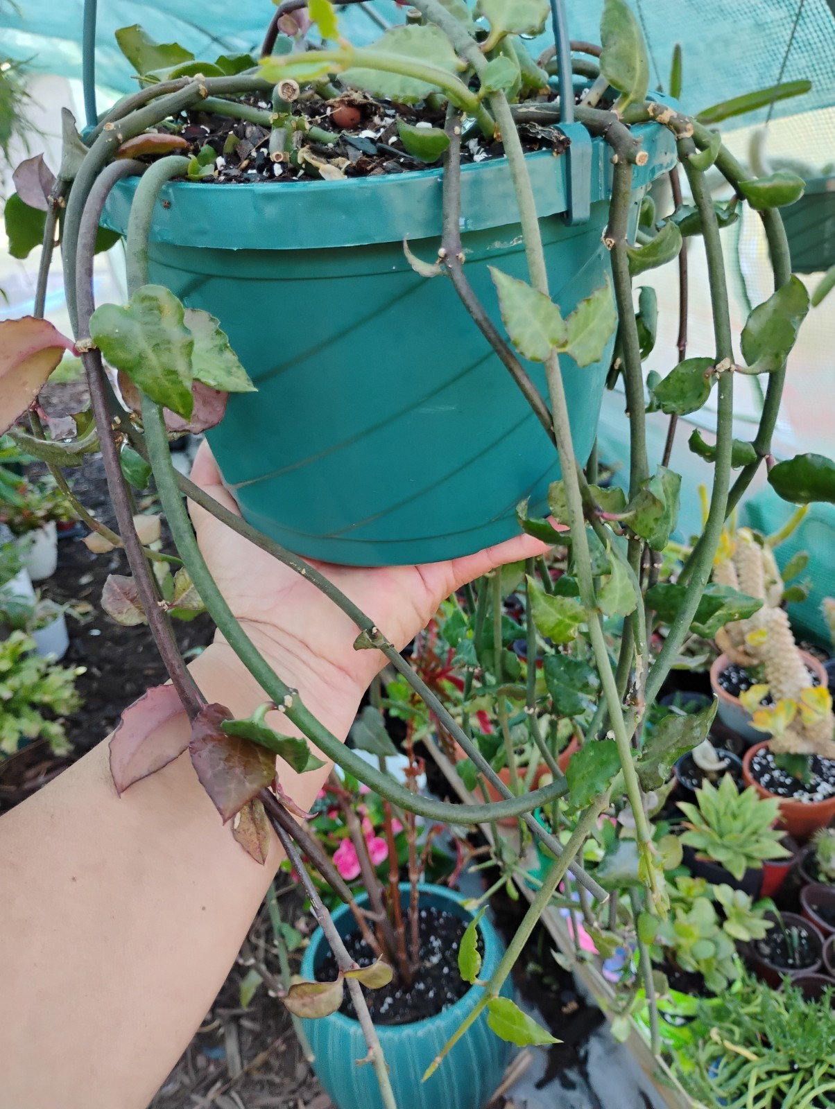 Ceropegia Sandersonii 8″ Pot – Well Rooted! Parachute Plant