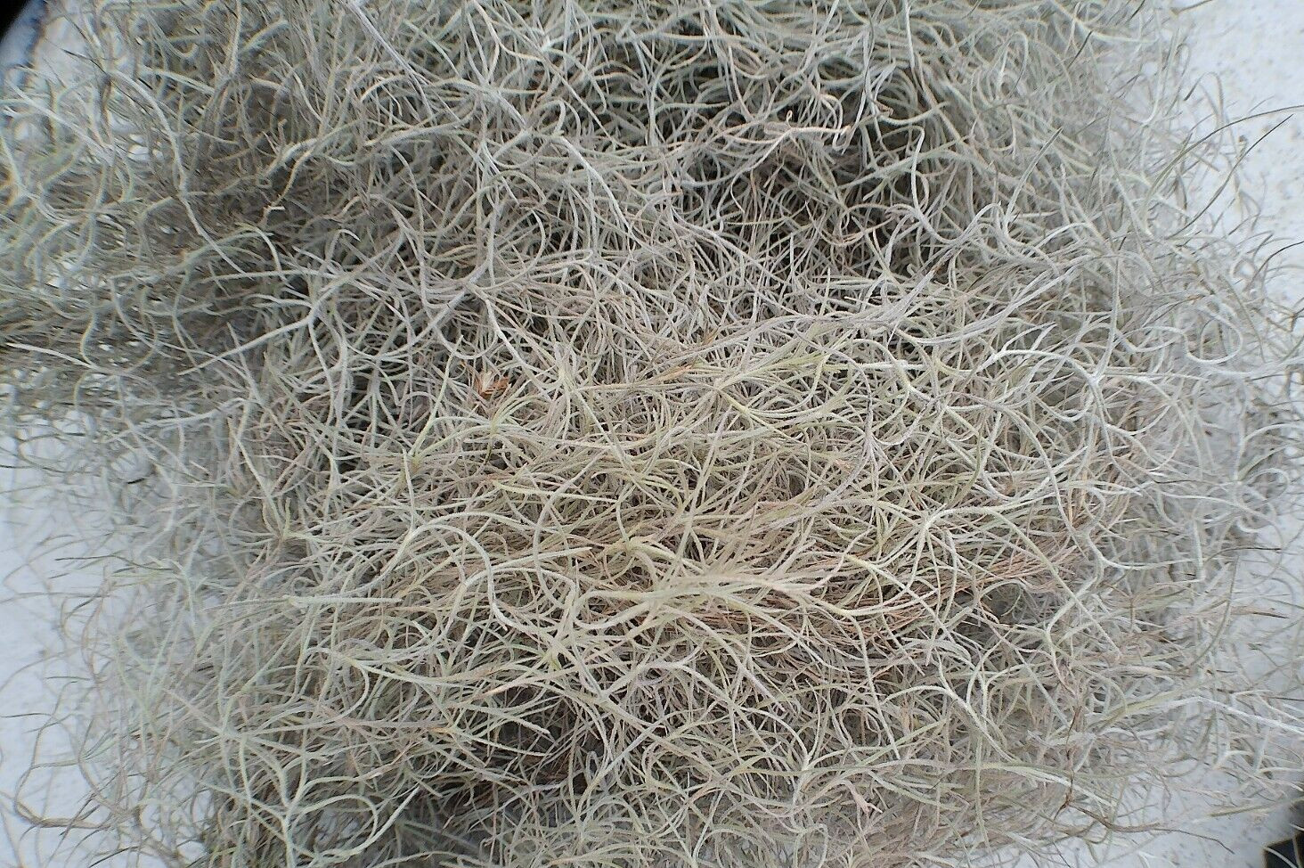 1 Gallon Bag Fresh Louisiana Swamp LIVE SPANISH MOSS. Crafts/Arrangements/Mulch