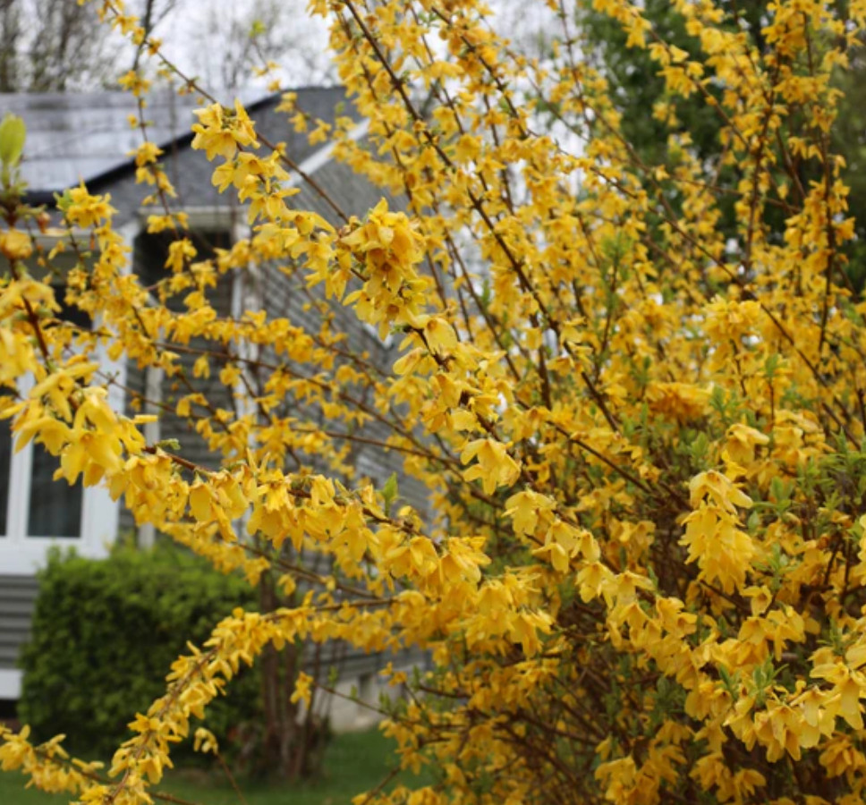 Lynwood Gold Forsythia Plant – Quart Pot – AK:Bareroot Oct–May –No Ship PR/HI/CA