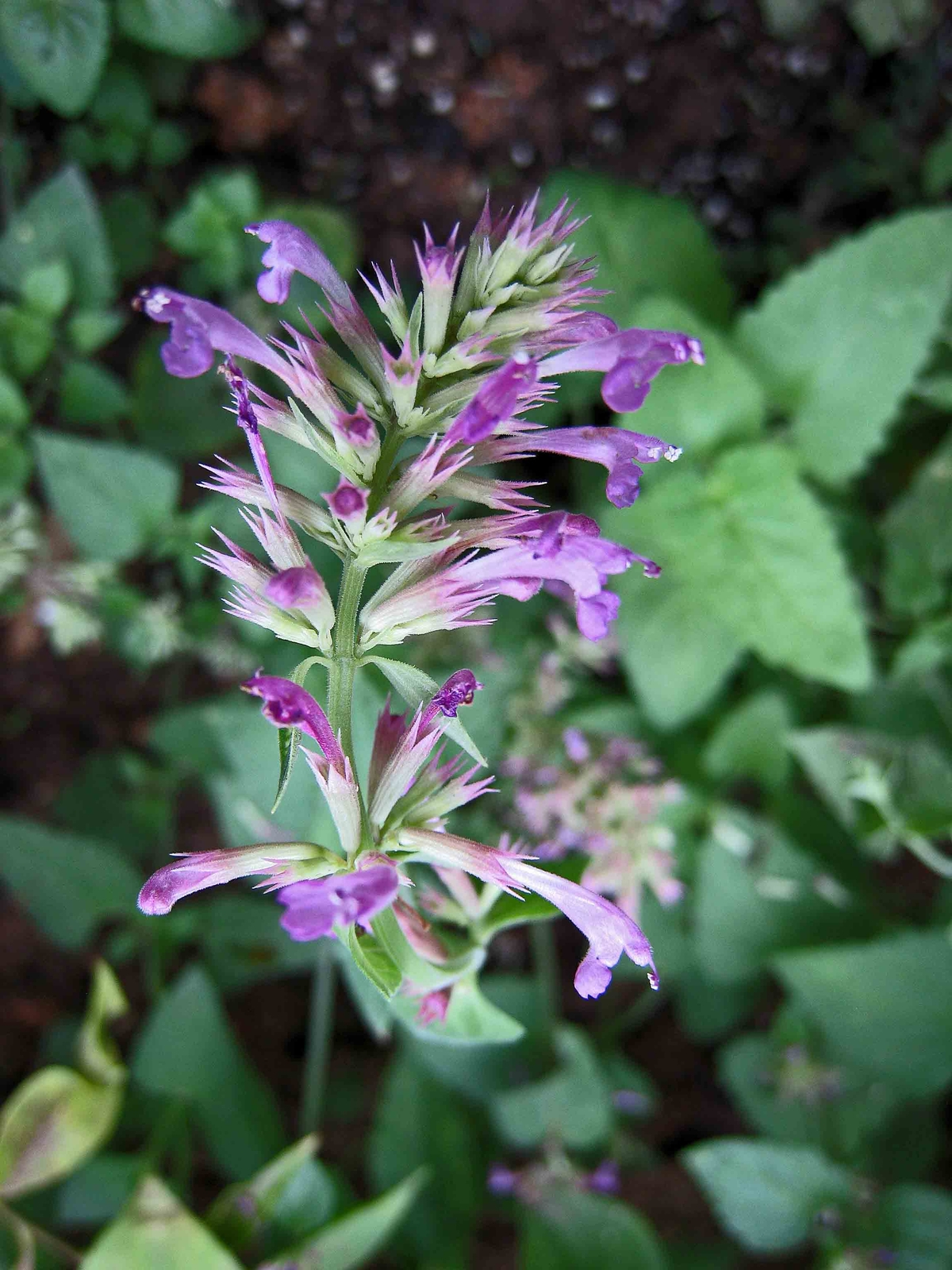 500 MEXICAN GIANT HYSSOP Seeds (Agastache mexicana) | NON-GMO | Free shipping