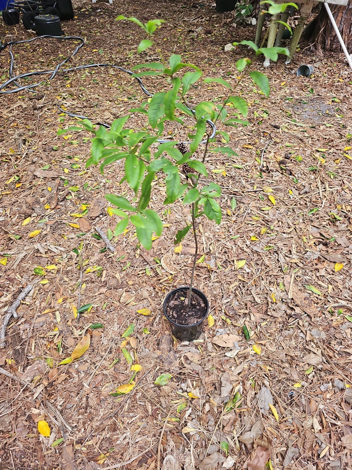 Large 43″ Rooted TX Florida Live Oak Tree Evergreen Quercus Virginiana Plants
