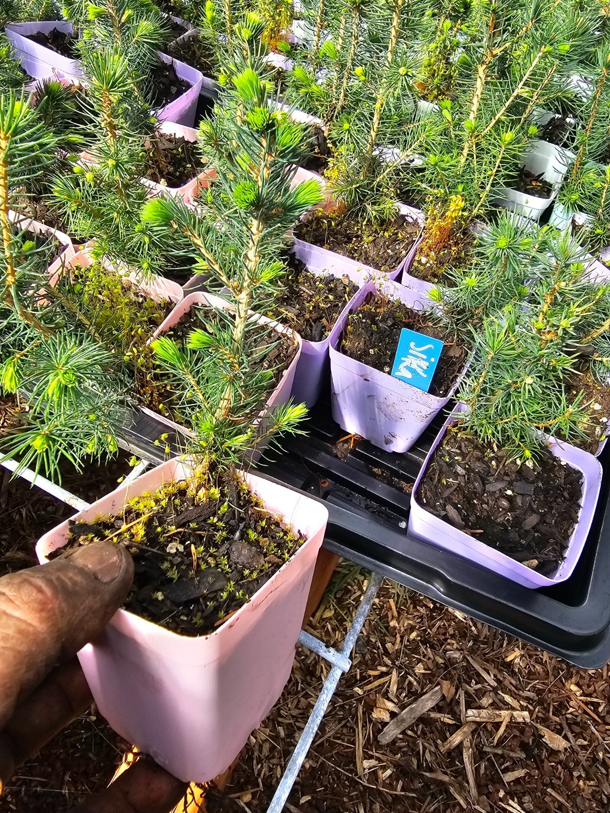 4-pack small live SITKA SPRUCE TREE well rooted in 3″ pot conifer evergreen