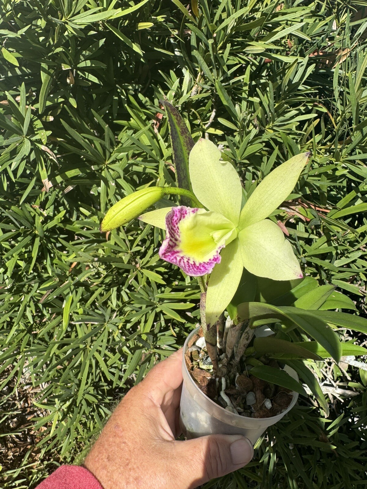Brassocattleya Hawaii Stars Nodosa Orchid plant Blooming 4” FRAGRANT