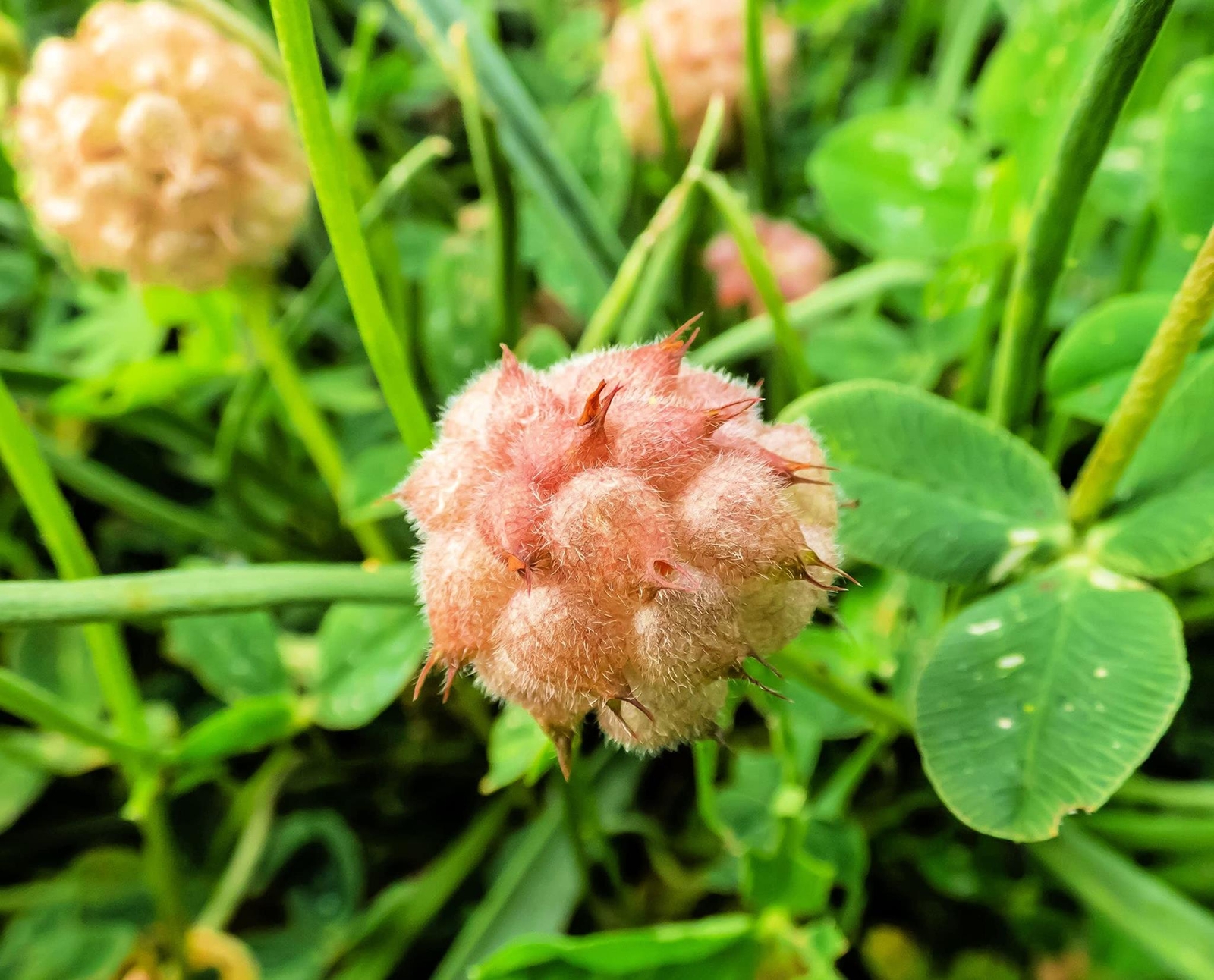 Strawberry Clover Seeds for Planting – Trifolium fragiferum – Strawberry Shaped
