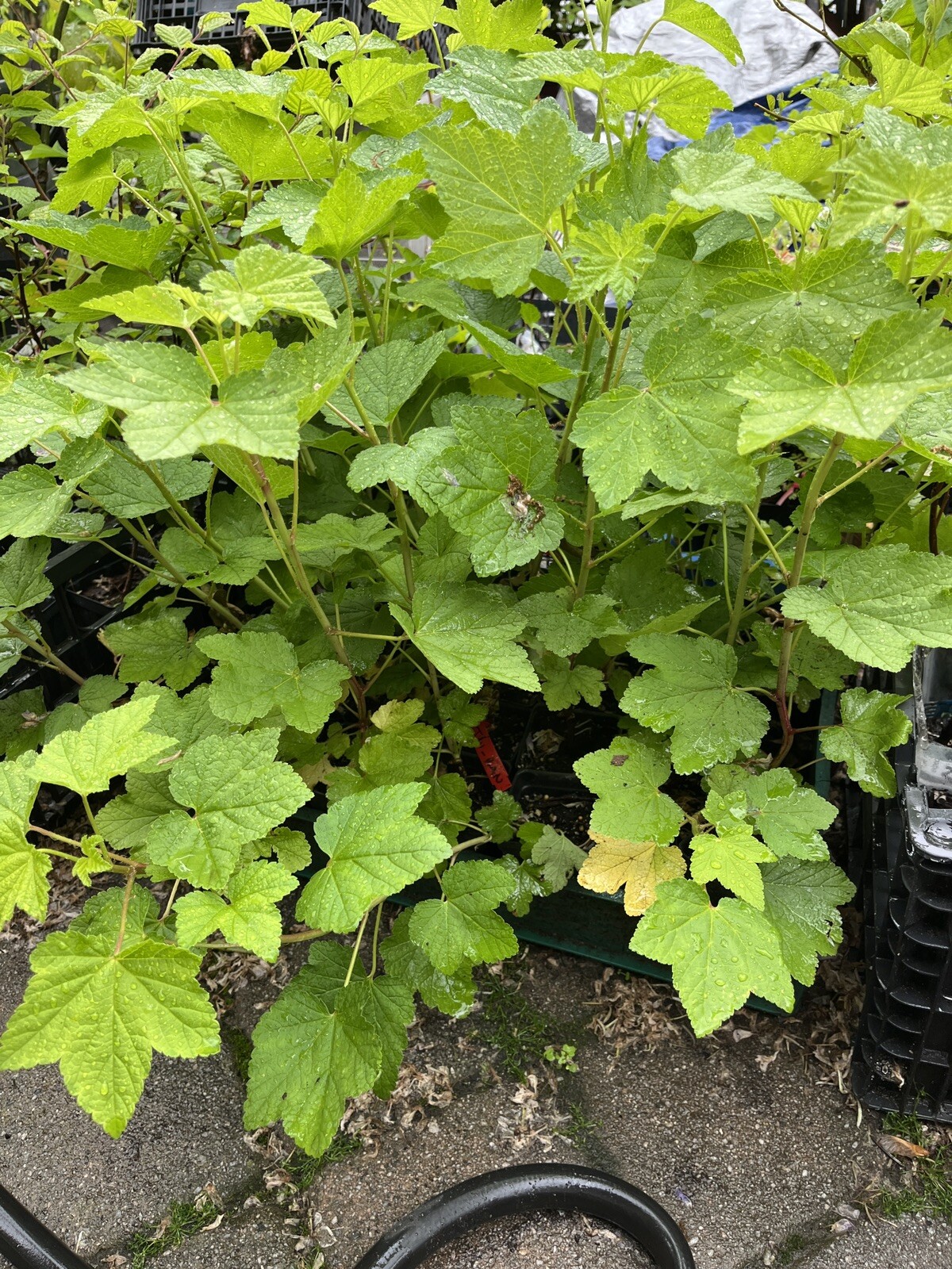Tartran Red Currant Rooted plant, 12-18″ tall, 1 year old