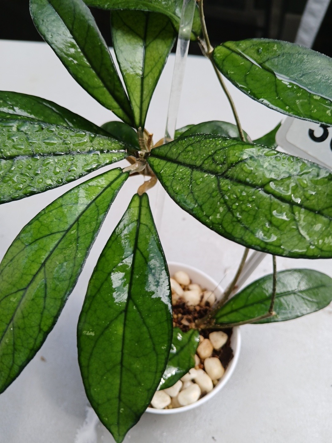 #360- Hoya CRASSIPETIOLATA Green LIVE PLANT,