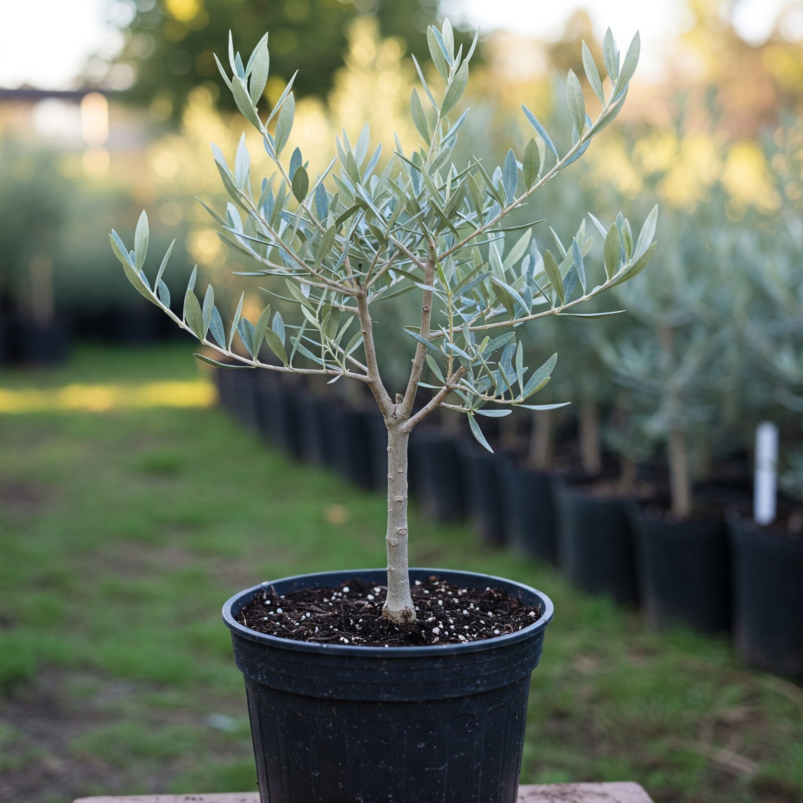 Arbequina Olive Tree Olea Europaea Live Plant Fruiting 2 Gallon Pot 2-3 Ft Tall