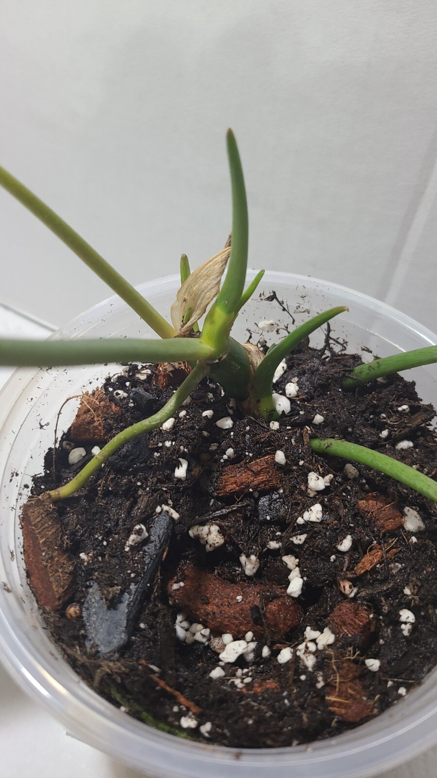 philodendron burle marx Rooted Top Cutting In 5 Inch Pot. 17″ Wide 10″ Tall