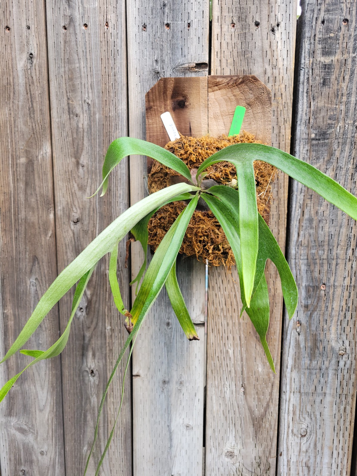 Platycerium staghorn fern cultivar zienehenne