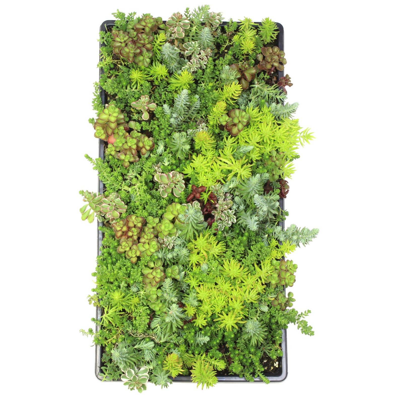 Live Sedum Succulent Mat 10 In. By 20 In. Plant Tray For Landscaping Stonecrop