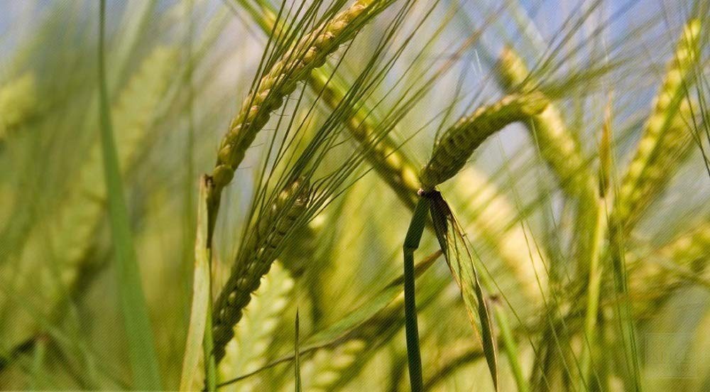 Cat Grass Seeds Mix – Wheatgrass, Flax & Barley – Non-GMO USA Grown