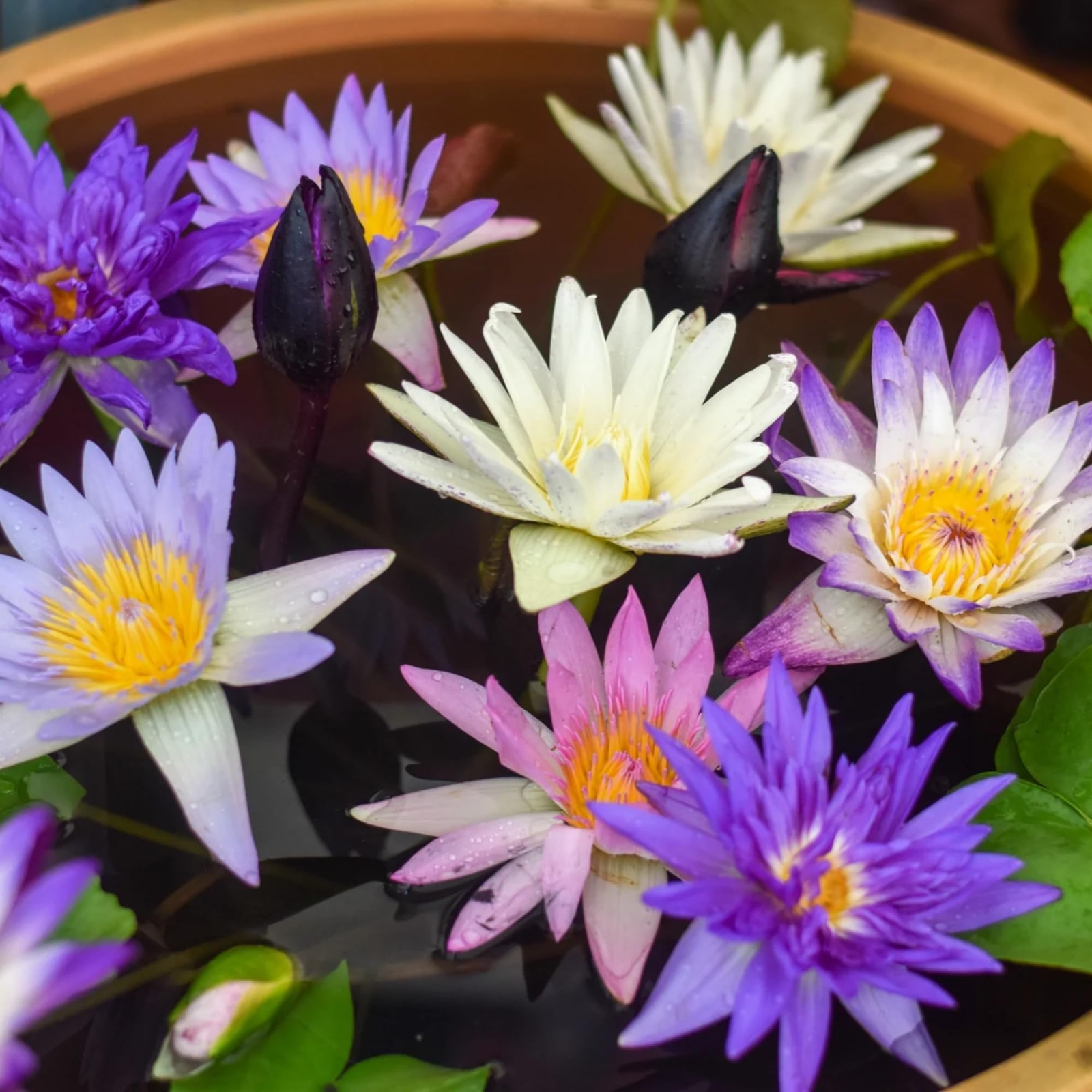 35 Pcs Lotus Seeds for Planting Bowl Lotus Seeds, Water Lily Flower Plants