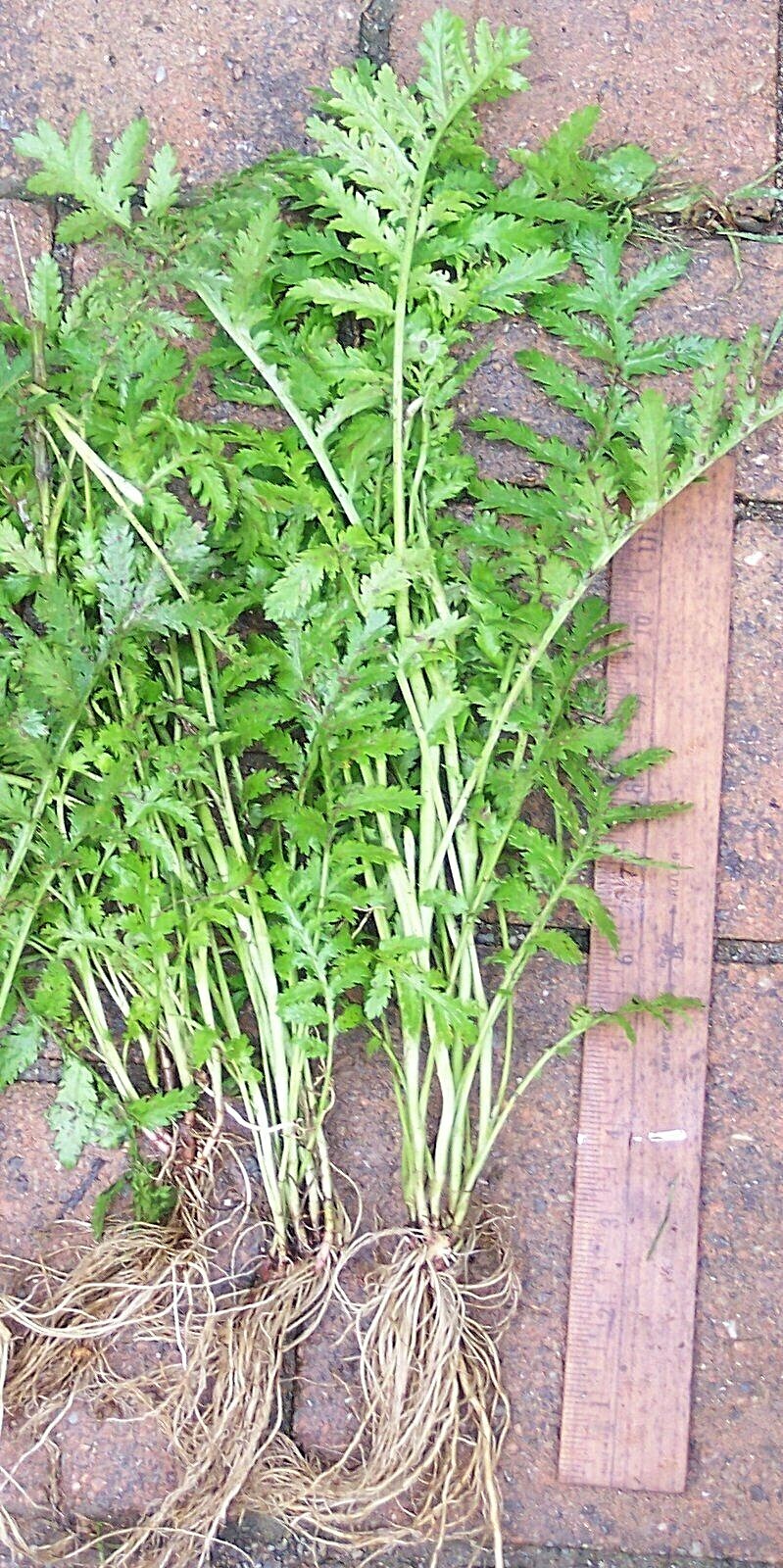 3 Mature Tansy Plants Tanacetum Vulgare Perennial Repellent Medicinal Herb