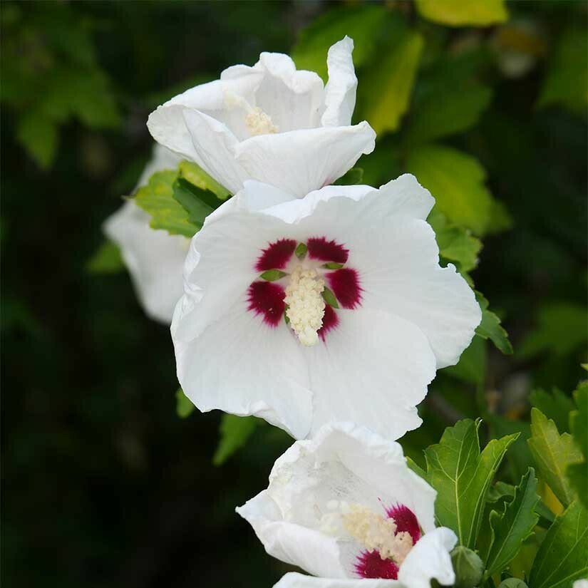 100+ Seeds of White/Violet/Pink Shrub Althea Rose of Sharon (Hibiscus syriacus)