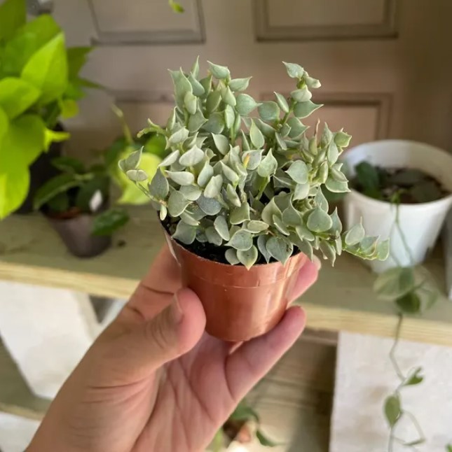 Dischidia Million Hearts Plant in 3″Pot Dischidia ruscifolia Variegata Succulent