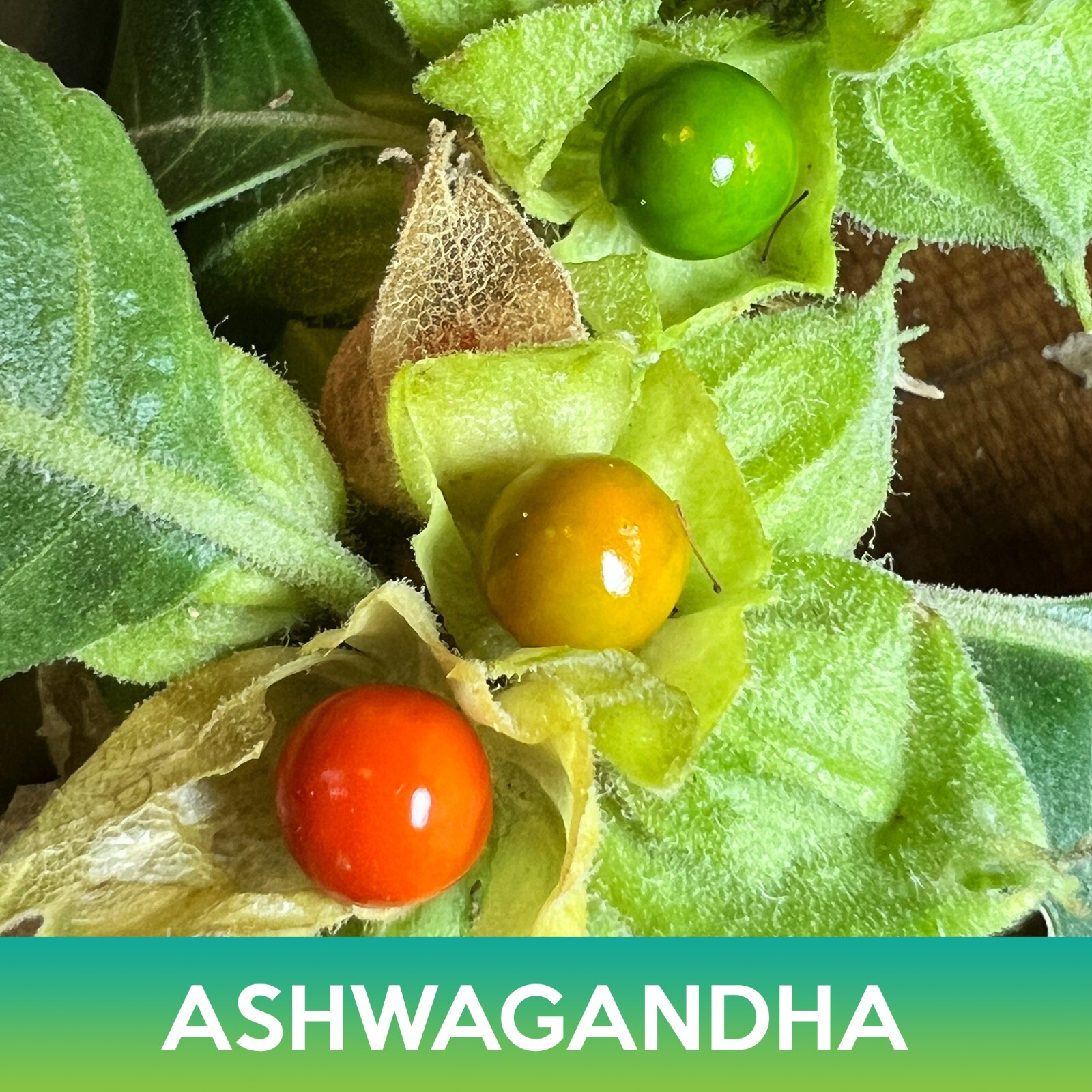Ashwagandha Seeds, Withania somnifera, Combined Shipping on 500+ Seed Varieties!