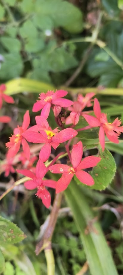 Epi Reed Stem orchid (light red, light coral color)