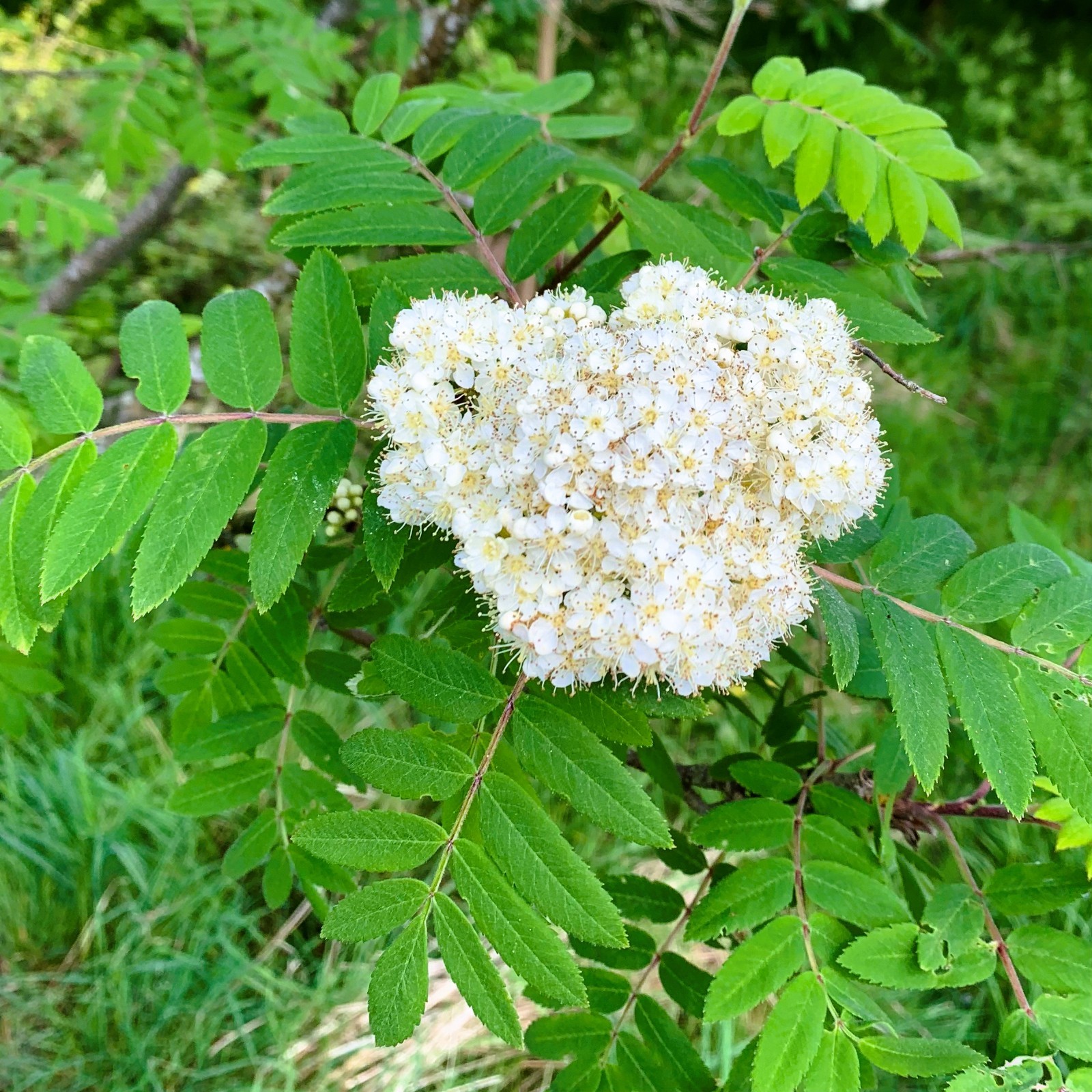 20 European Mountain Ash Rowan Seeds Sorbus aucuparia Fast Growing Fall Color