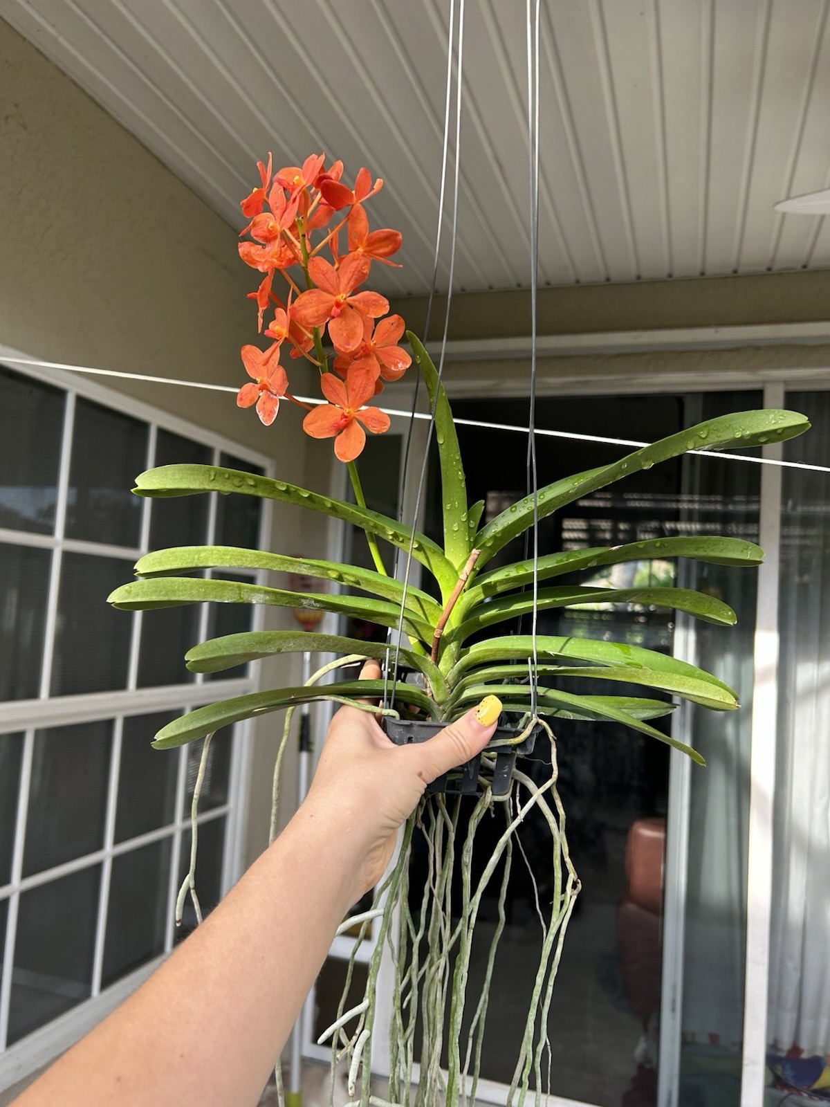 In Bloom Vanda Jairak Orange , Hybrid Orchid