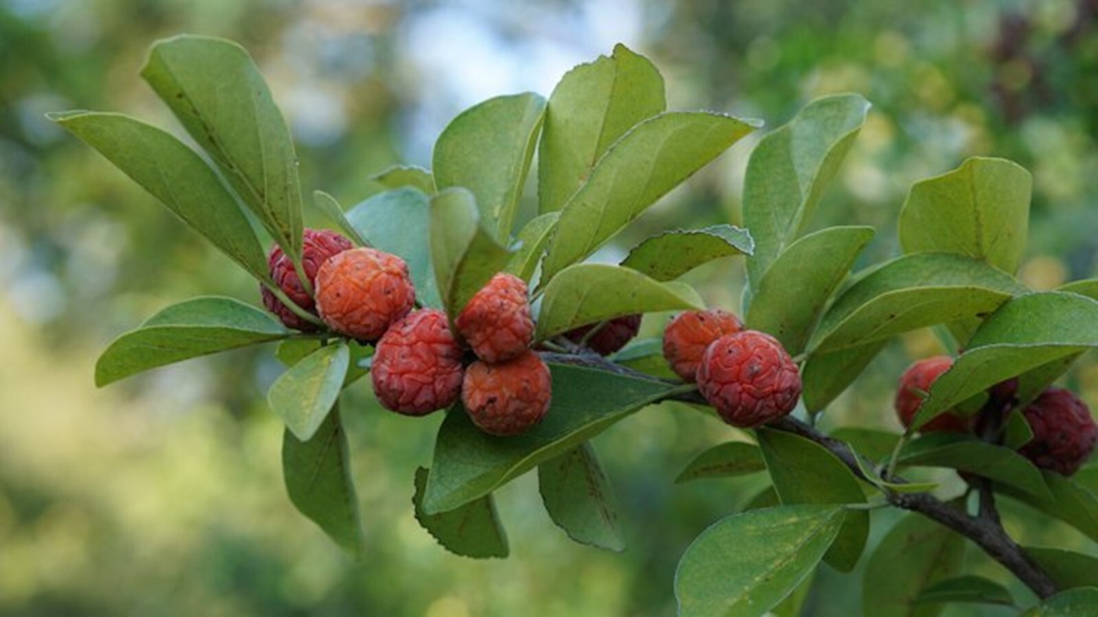 Mandarin Melon Berry Tree Organic {Maclura t.} Superfood 10 Seeds Free Shipping!