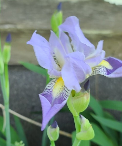 1 Early Light Purple BEARDED IRIS Rhizome Rainbow Plant Spring Garden Flower Pot