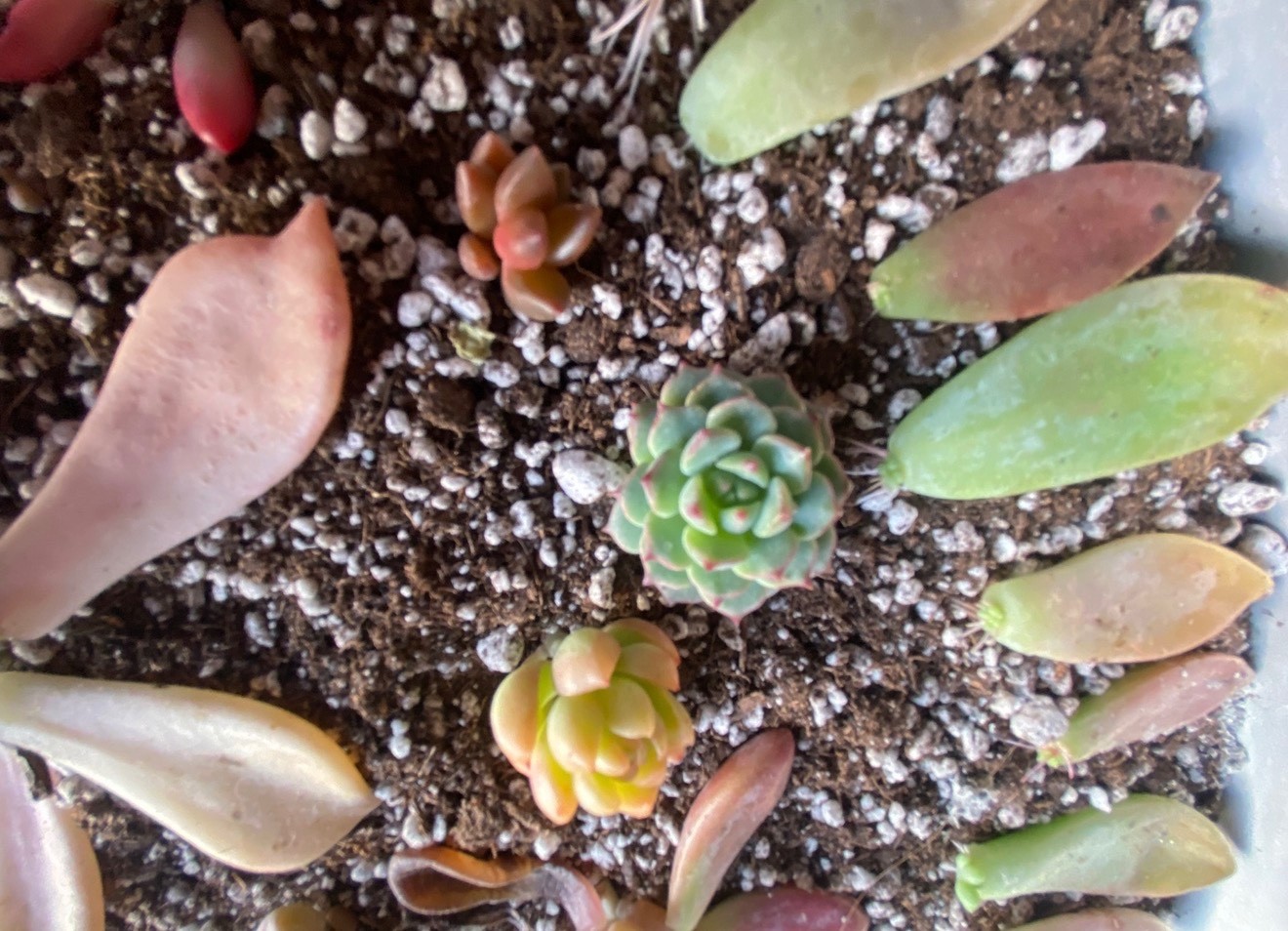 50 Colorful All Different Succulent Leaves Starter Kit Easy Propagation FREESHIP