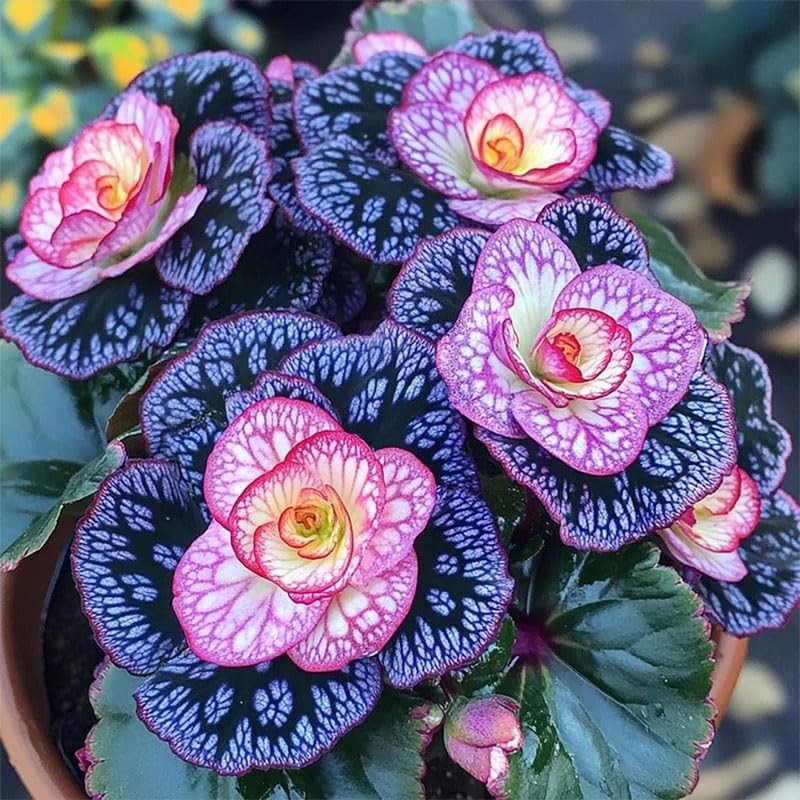 120+ Mix Begonia Seeds for Planting-Non-GMO Heirloom Plant Seeds Garden Outdoor