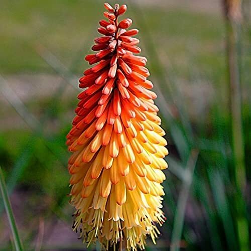 50+ Red Hot Poker Flower Seeds / Kniphofia Uvaria / Perennial