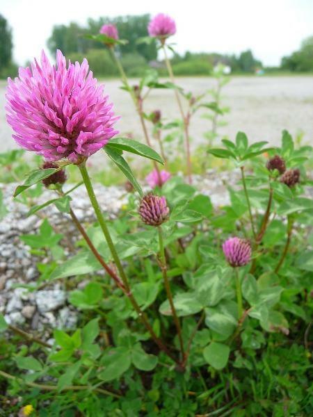 Trifolium pratense | Mammoth Red Clover | Red Clover | 100 Seeds
