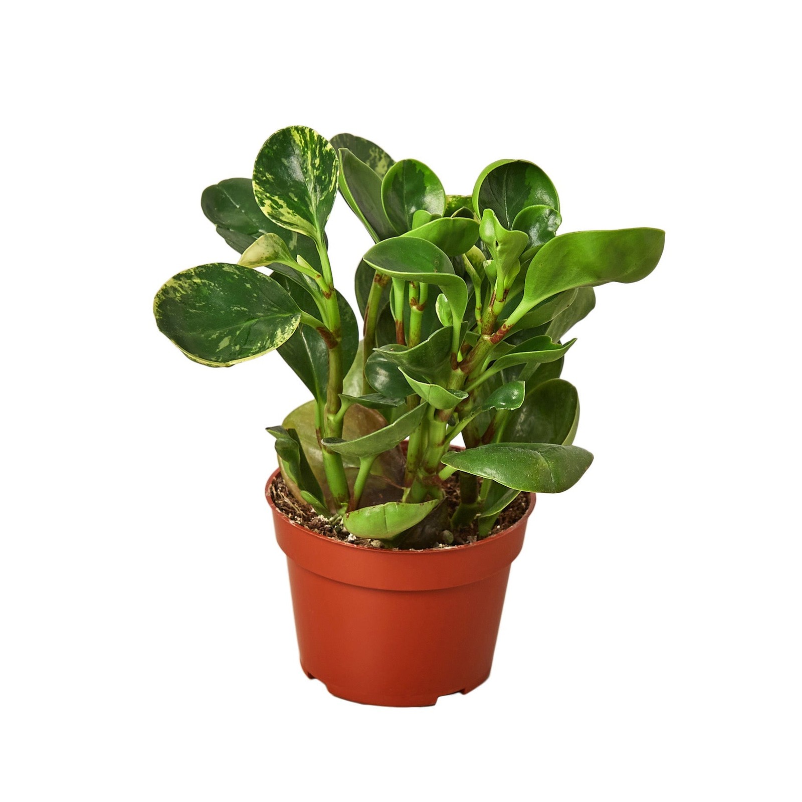 Peperomia ‘Marble’ • Peperomia obtusifolia • Cream & Green Variegated • 4″ or 6″