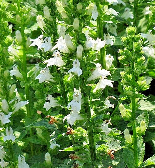 Giant white lobelia 253 SEEDS, LOBELIA SIPHILITICA hardy, EZ to grow, USA seller