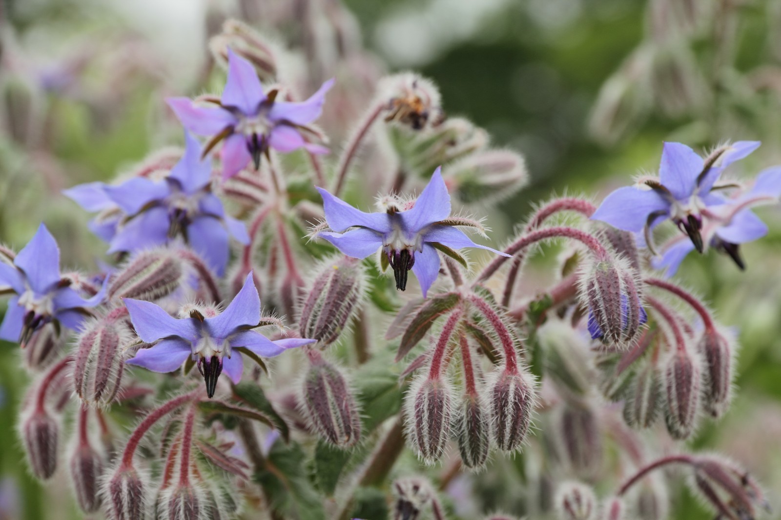 150 Borage Seeds – Borago officinalis seeds – Deer resistant – Flowers – Herb
