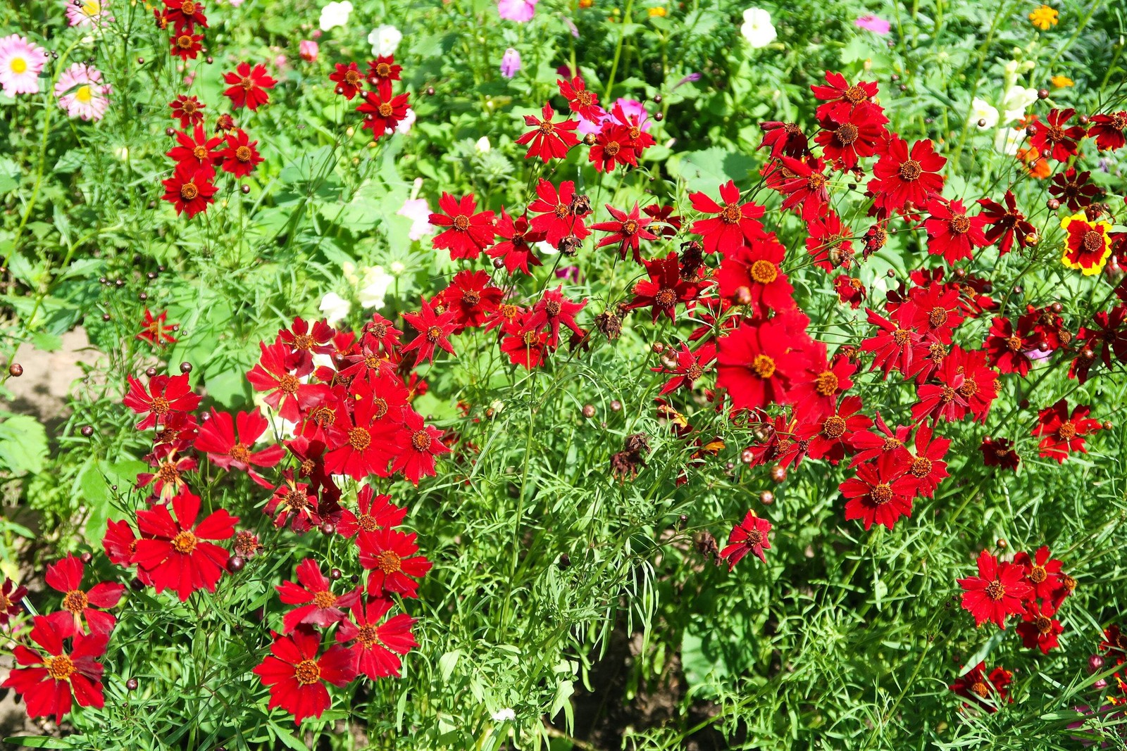 500 RED Dwarf PLAINS COREOPSIS Coreopsis Tinctoria Flower Seeds