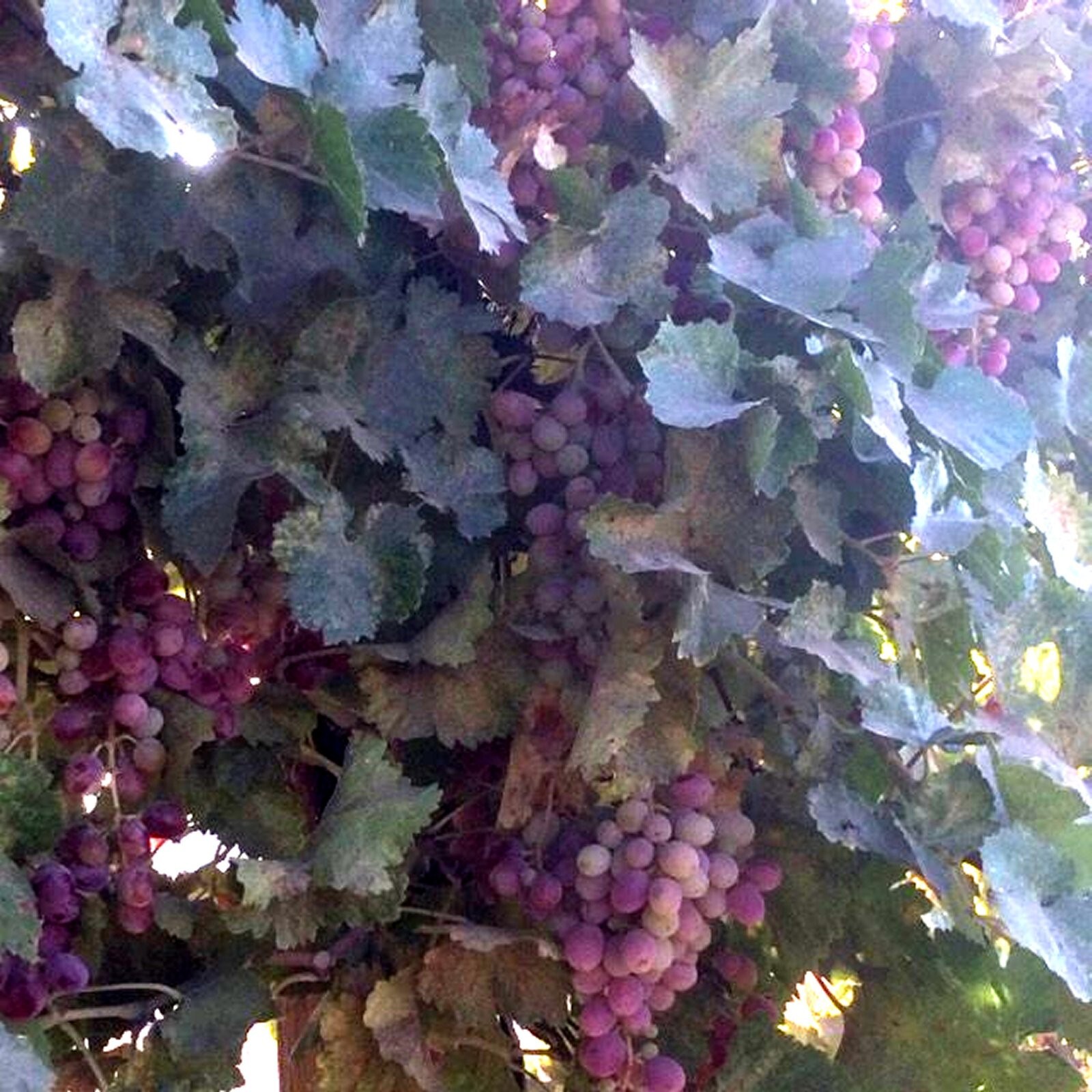 T310A (1) Crimson Vine In Pot Plant Large Oval Red Seedless Table Grape Raisin